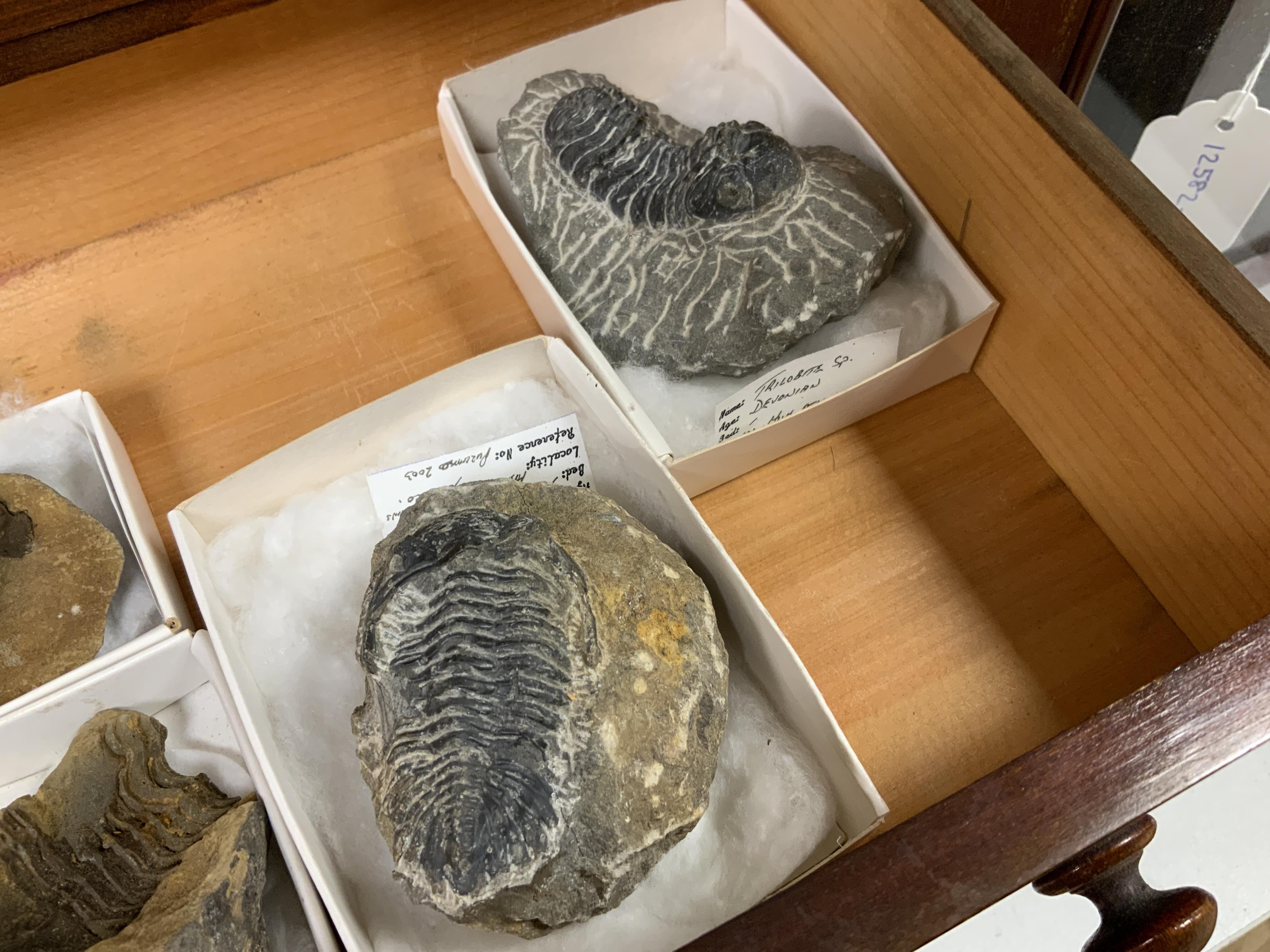 Fossil Trilobite interest; an early twentieth century six drawer pine collector’s cabinet of fossils, mainly Trilobite specimens on matrix (approx 35), etc. many specimens with labels, 47cm high, 38cm wide, 28cm deep